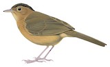 Brown-capped Babbler Illustration