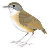 Short-tailed Babbler Illustration