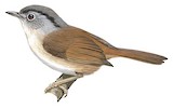 Mountain Fulvetta Illustration