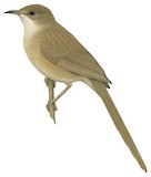 Iraq Babbler Illustration