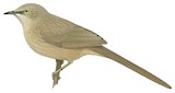 Arabian Babbler Illustration