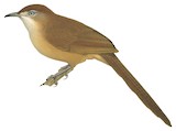 Slender-billed Babbler Illustration