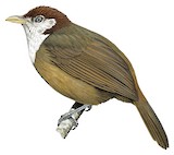 White-throated Mountain Babbler Illustration