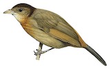 Chapin's Babbler Illustration