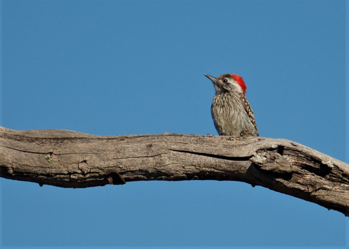 Cardinal Woodpecker - Paula Anunciação