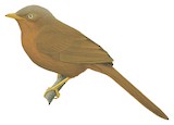 Orange-billed Babbler Illustration