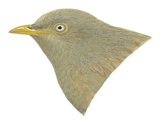 Argya affinis taprobanus