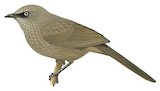 Black-lored Babbler Illustration