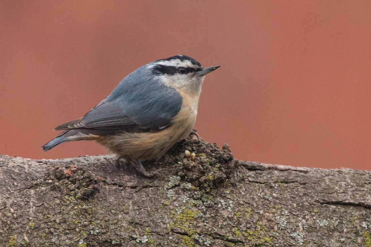 Red-breasted Nuthatch - Bill Davis