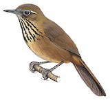 Spot-breasted Laughingthrush Illustration