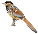 Spotted Laughingthrush Illustration