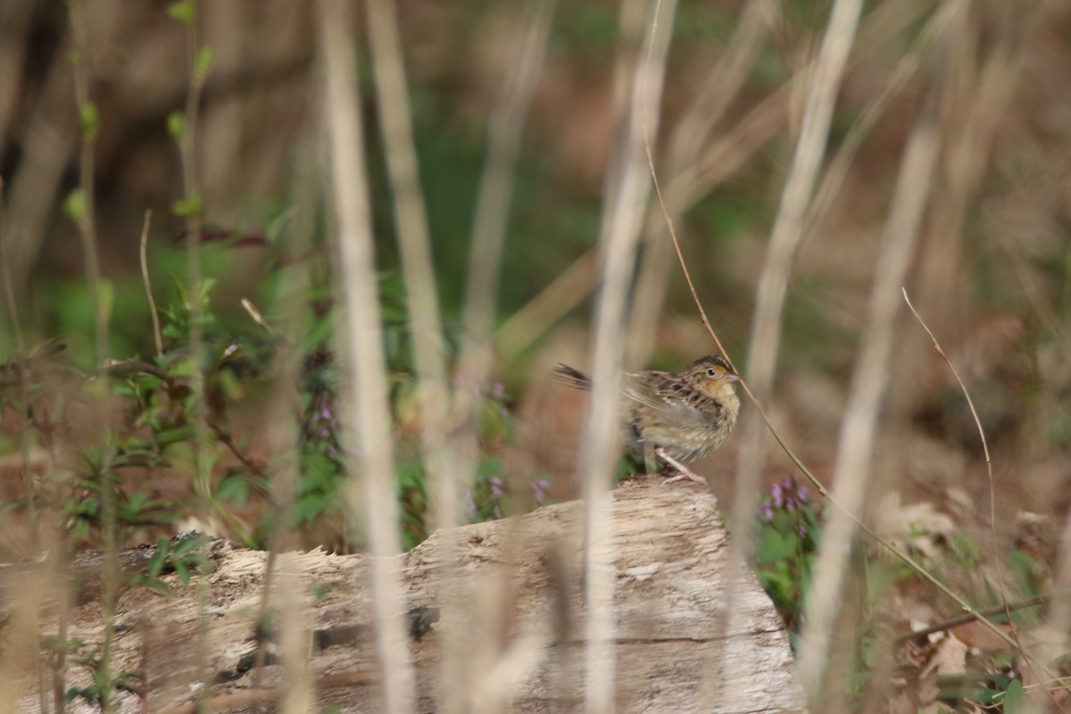 Grasshopper Sparrow - Bud Poole 🌳