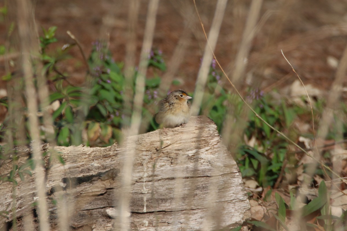Grasshopper Sparrow - Bud Poole 🌳
