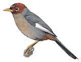 Chestnut-hooded Laughingthrush Illustration