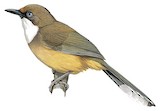 White-throated Laughingthrush Illustration