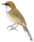 Rufous-crowned Laughingthrush Illustration