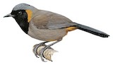 Rufous-necked Laughingthrush Illustration