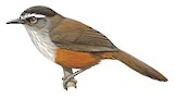 Palani Laughingthrush Illustration