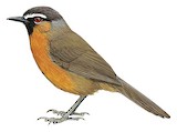 Nilgiri Laughingthrush Illustration