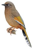 Elliot's Laughingthrush Illustration