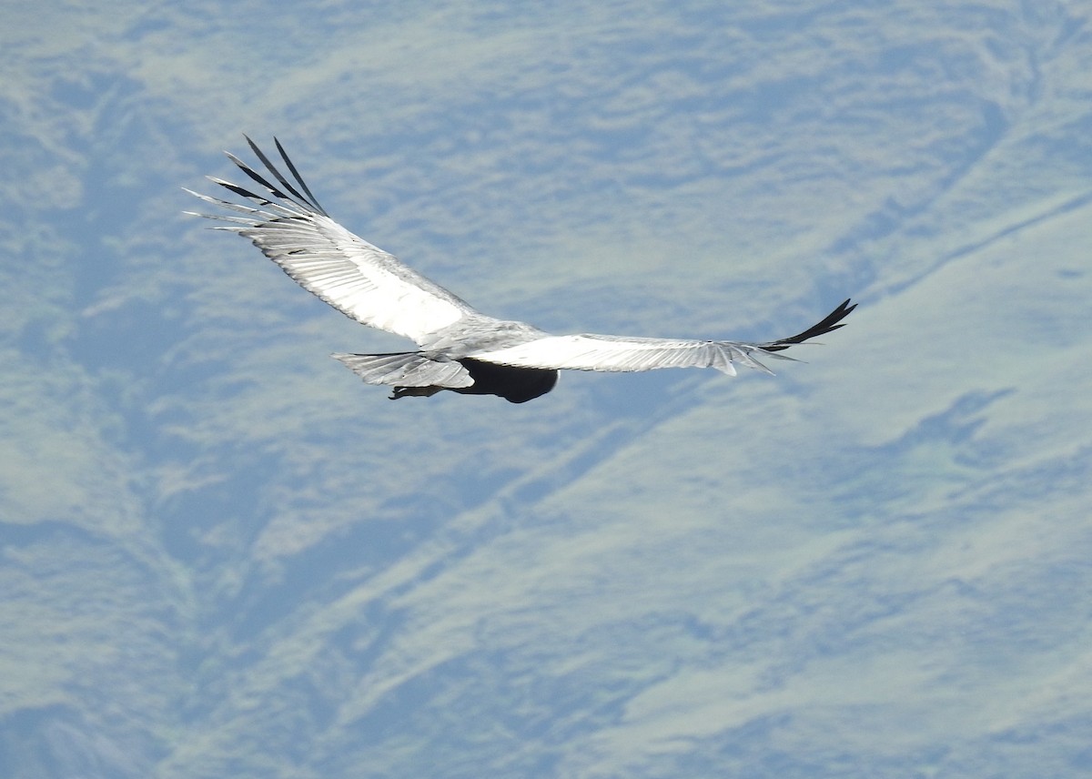 Andean Condor - Pablo Mealla