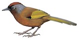 Malayan Laughingthrush Illustration