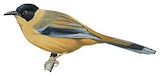 Rufous Sibia Illustration