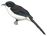 Dark-backed Sibia Illustration