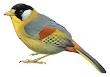 Silver-eared Mesia Illustration