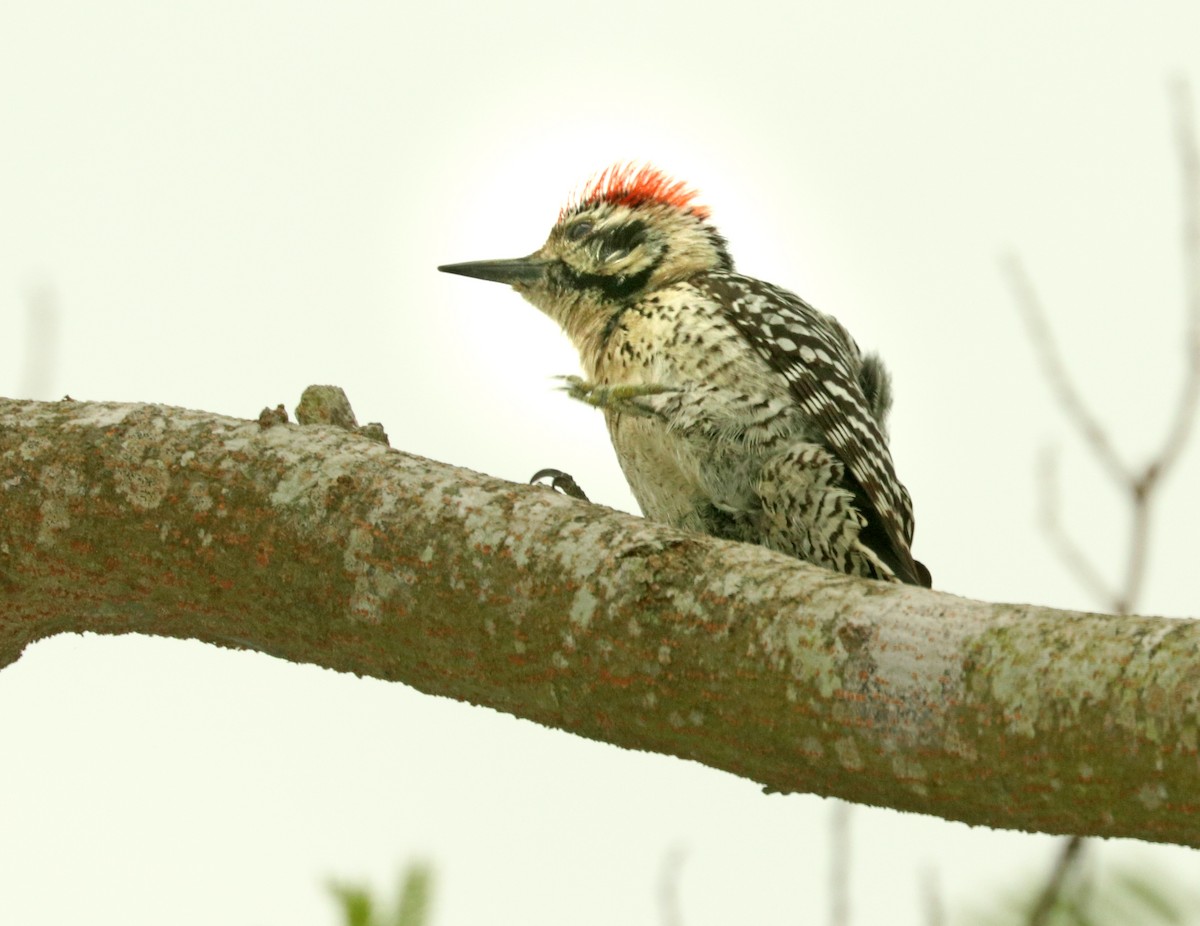 Ladder-backed Woodpecker - Alan Schmierer