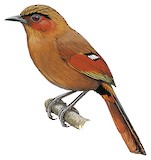 Red-faced Liocichla Illustration