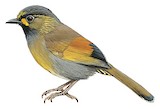 Steere's Liocichla Illustration