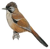 Hoary-throated Barwing Illustration