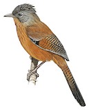 Streak-throated Barwing Illustration