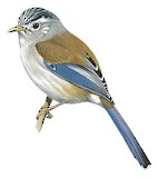 Blue-winged Minla Illustration