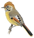 Bar-throated Minla Illustration