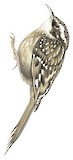 Sichuan Treecreeper Illustration