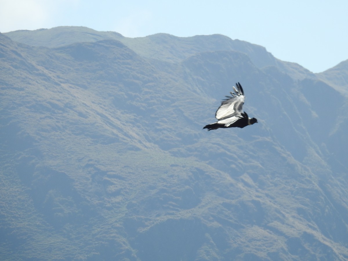 Andean Condor - Pablo Mealla