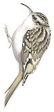 Hodgson's Treecreeper Illustration