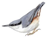 Eurasian Nuthatch Illustration