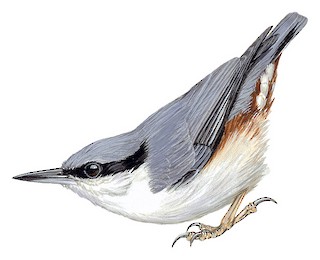 Eurasian Nuthatch