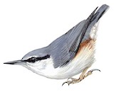 Siberian Nuthatch Illustration