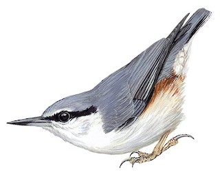 Illustration of  - Siberian Nuthatch