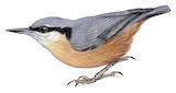 Kashmir Nuthatch Illustration