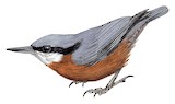 Indian Nuthatch Illustration