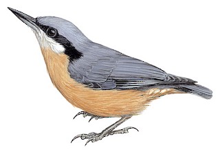 Sitta cinnamoventris cinnamoventris