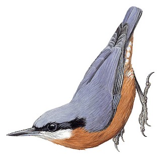 Sitta cinnamoventris cinnamoventris