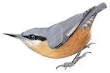 Burmese Nuthatch Illustration