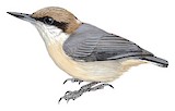 Bahama Nuthatch Illustration