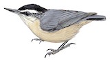 Corsican Nuthatch Illustration